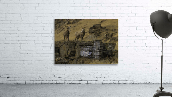 ANI 00111 Wall Preview