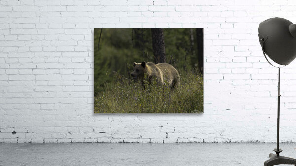 ANI 00119 Wall Preview