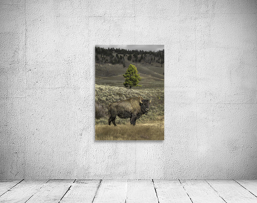 ANI 00099 Wall Preview