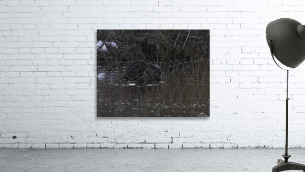 ANI 00105 Wall Preview
