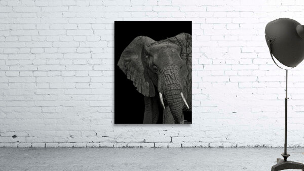ANI 00100 Wall Preview