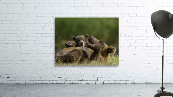 ANI 00093 Wall Preview