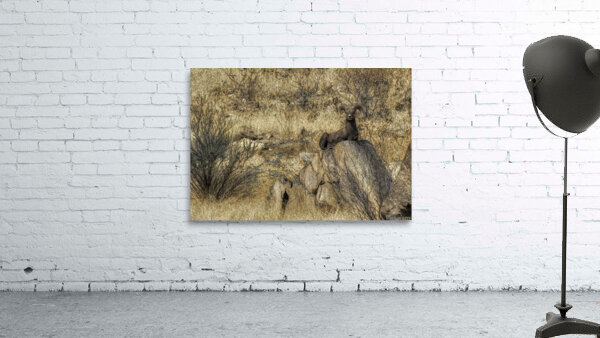 ANI 00115 Wall Preview