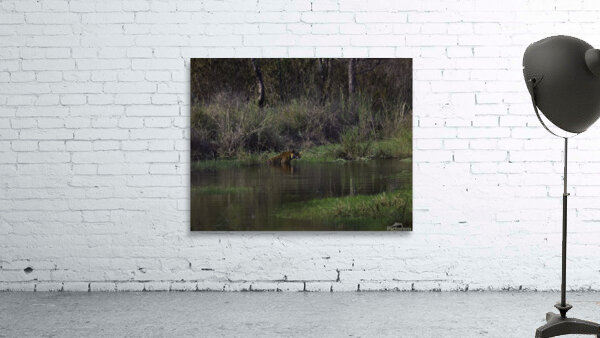 ANI 00117 Wall Preview