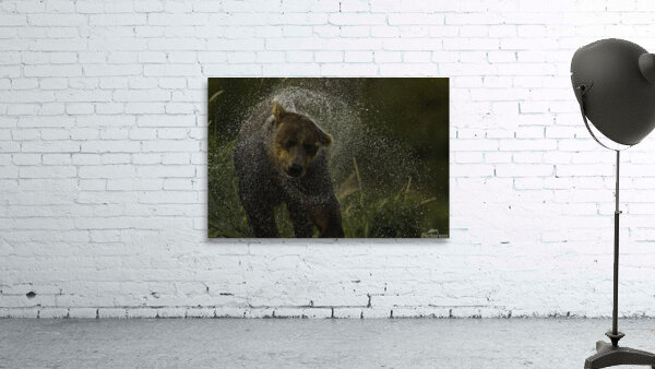 ANI 00131 Wall Preview