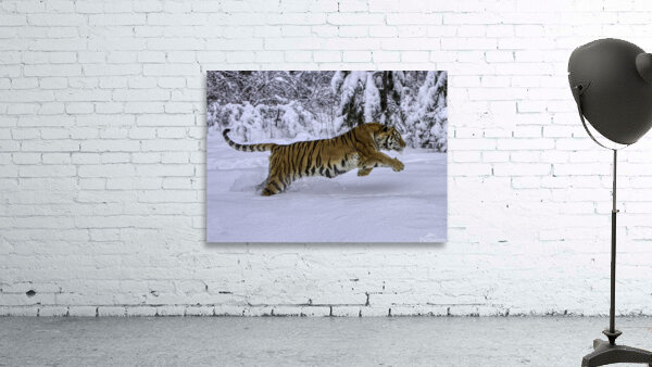 ANI 00140 Wall Preview