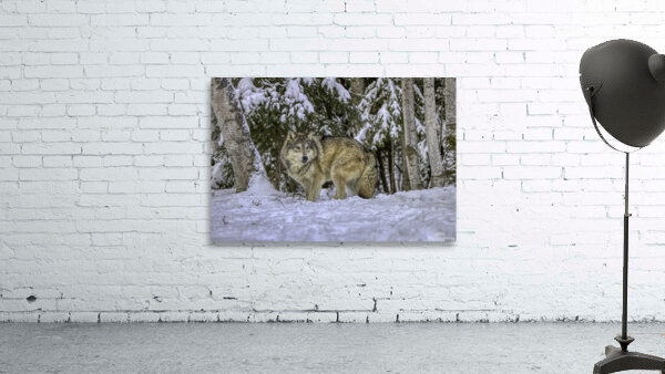 ANI 00146 Wall Preview