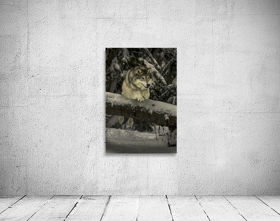 ANI 00148 Wall Preview