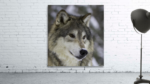 ANI 00147 Wall Preview