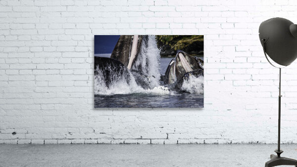 ANI 00126 Wall Preview