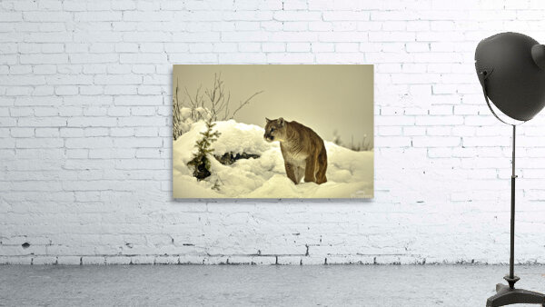 ANI 00155 Wall Preview