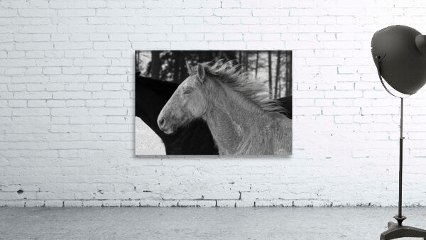 ANI 00158 Wall Preview