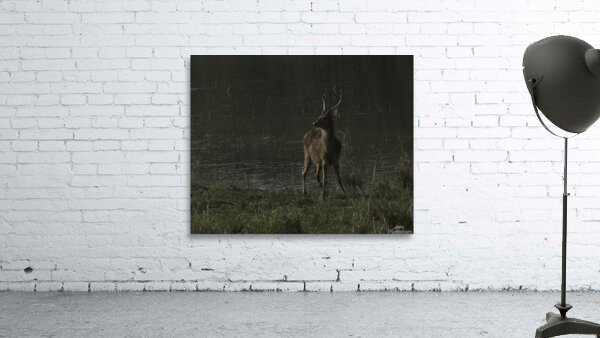 ANI 00175 Wall Preview