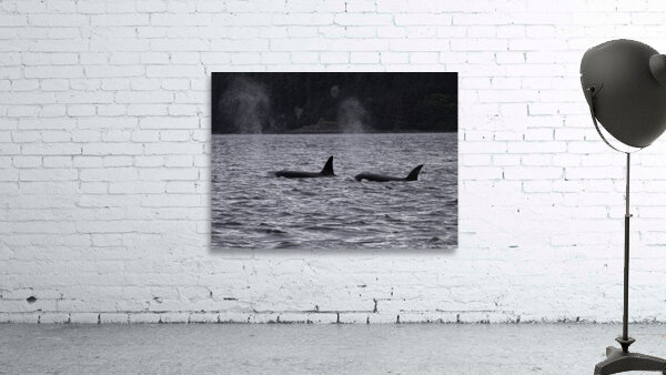 ANI 00179 Wall Preview