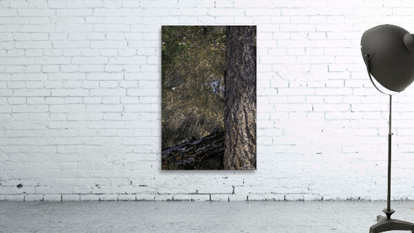ANI 00166 Wall Preview