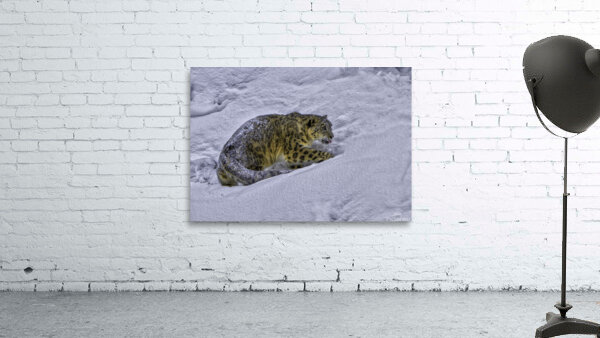 ANI 00156 Wall Preview