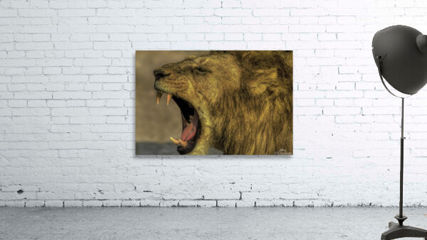 ANI 00203 Wall Preview