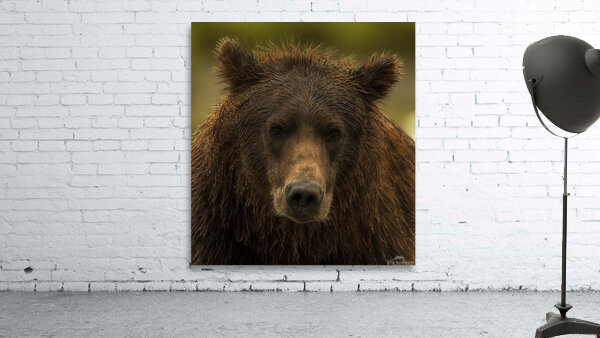 ANI 00200 Wall Preview