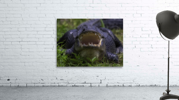ANI 00190 Wall Preview