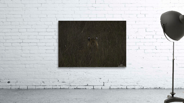 ANI 00183 Wall Preview