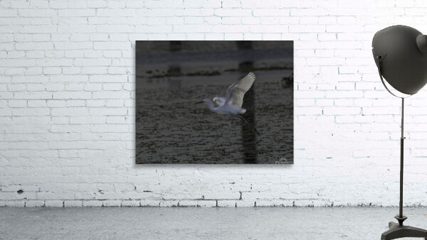 BIR 00223 Wall Preview