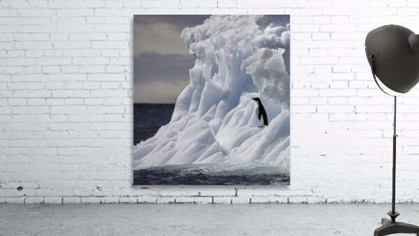 BIR 00238 Wall Preview