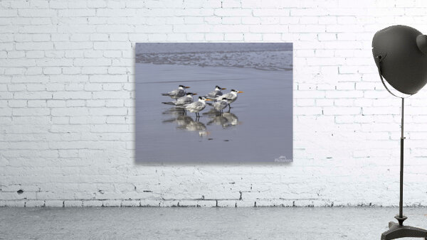 BIR 00231 Wall Preview