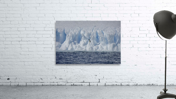 BIR 00237 Wall Preview