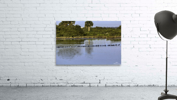 BIR 00224 Wall Preview