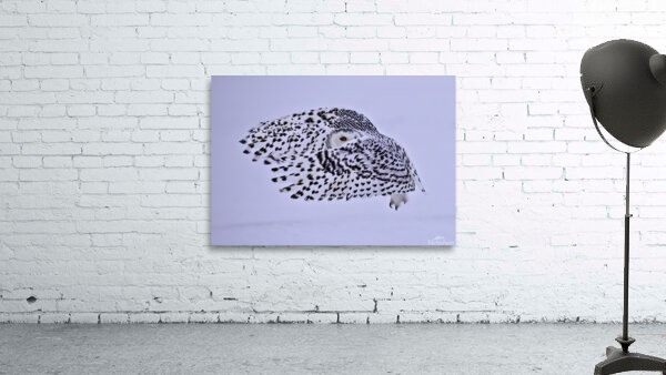 *BIR00273 Wall Preview