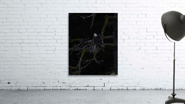 BIR 00278 Wall Preview