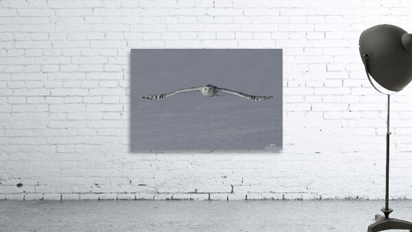 BIR 00275 Wall Preview