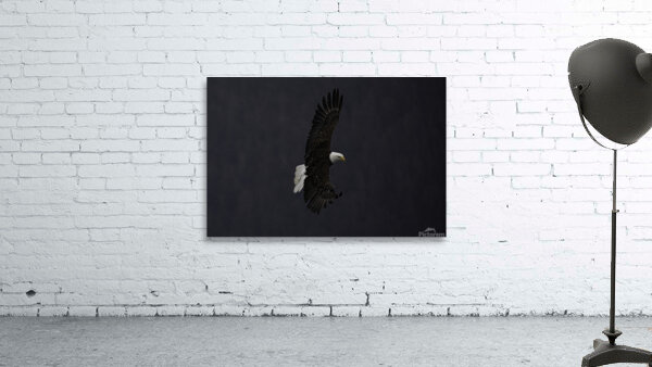 BIR 00272 Wall Preview