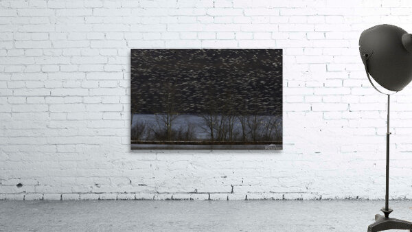 BIR 00263 Wall Preview