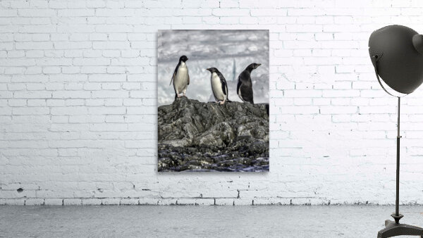 BIR 00266 Wall Preview