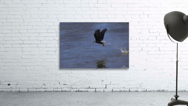 BIR 00270 Wall Preview