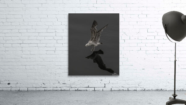 BIR 00242 Wall Preview