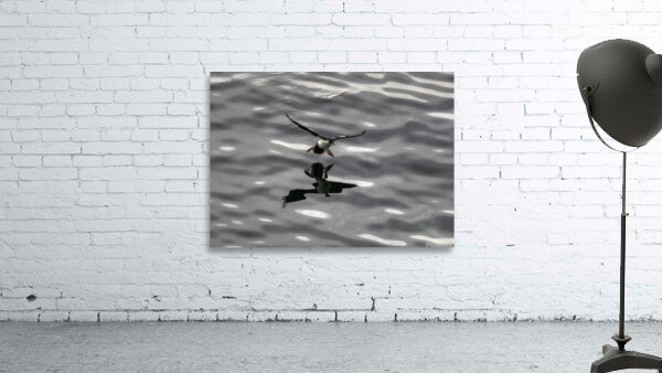 BIR 00241 Wall Preview