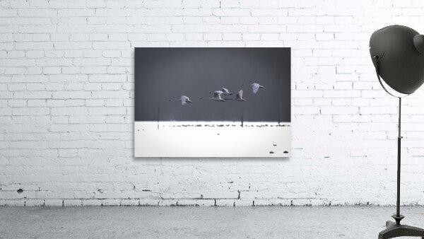 BIR 00297 Wall Preview