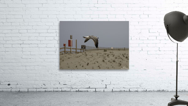 BIR 00309 Wall Preview