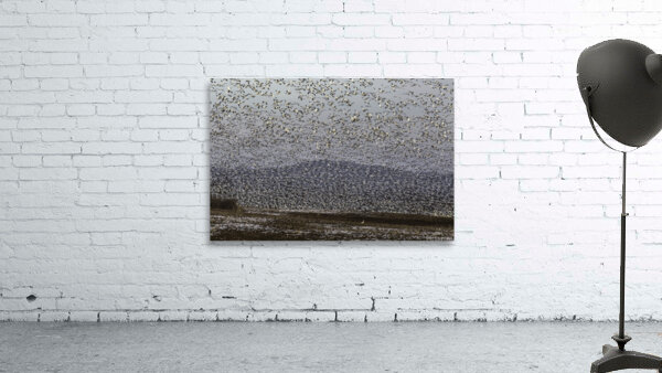 BIR 00289 Wall Preview