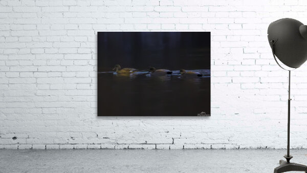 BIR 00295 Wall Preview
