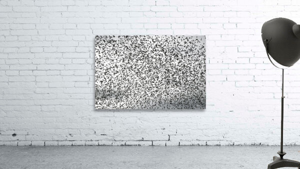 BIR 00302 Wall Preview