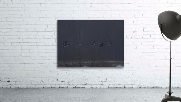 BIR 00298 Wall Preview