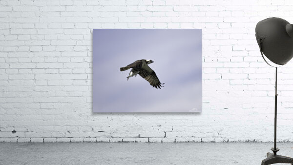 BIR 00312 Wall Preview
