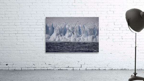 BIR 00321 Wall Preview