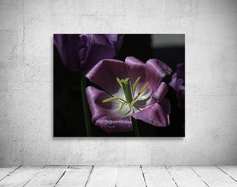 FLO 00436 Wall Preview