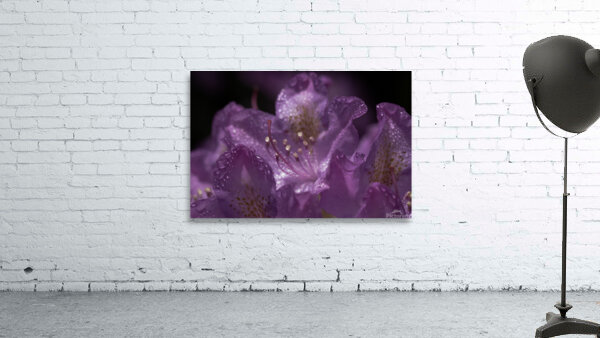 FLO 00437 Wall Preview