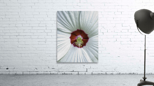 FLO 00420 Wall Preview