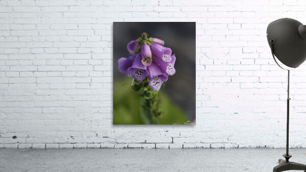 FLO 00422 Wall Preview